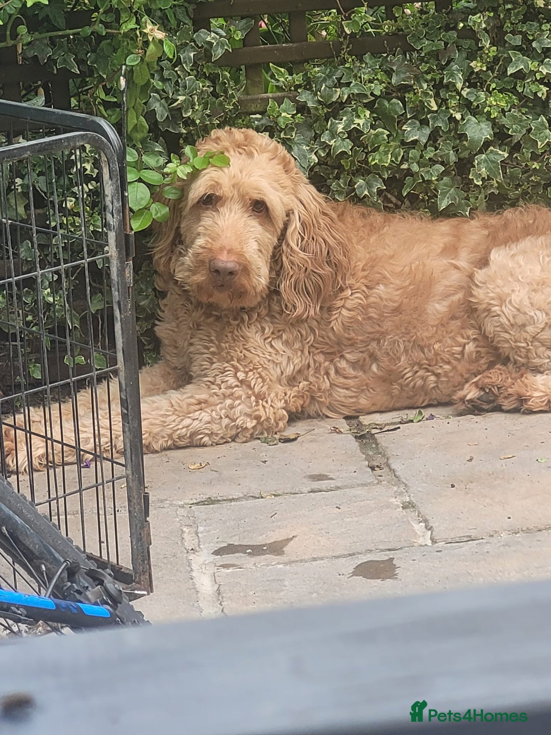 Labradoodle dogs for sale: Large standard labradoodles - Image 19