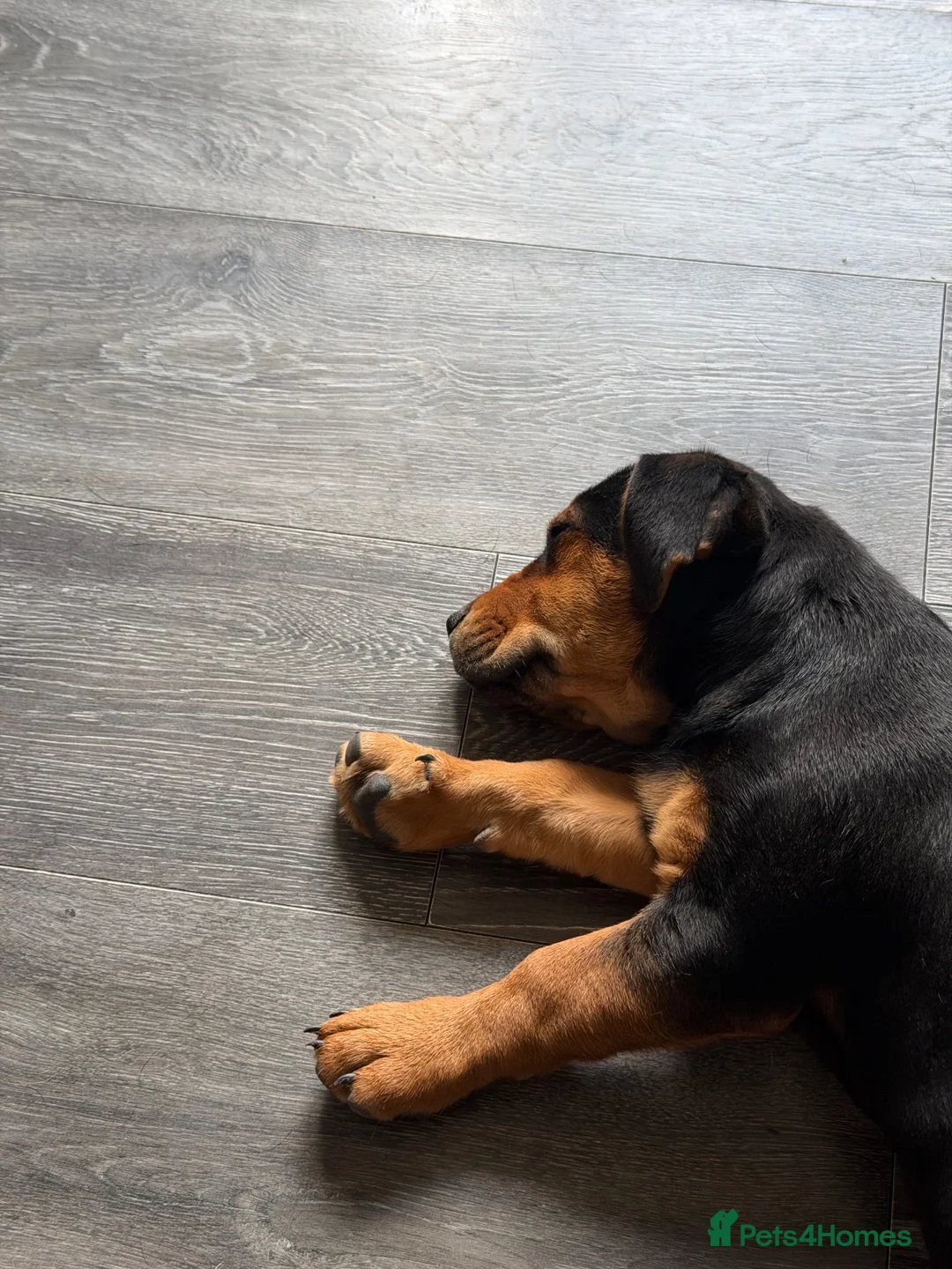 Mixed Breed dogs for sale: Due to time wasters I have 1 female  - Advert 3