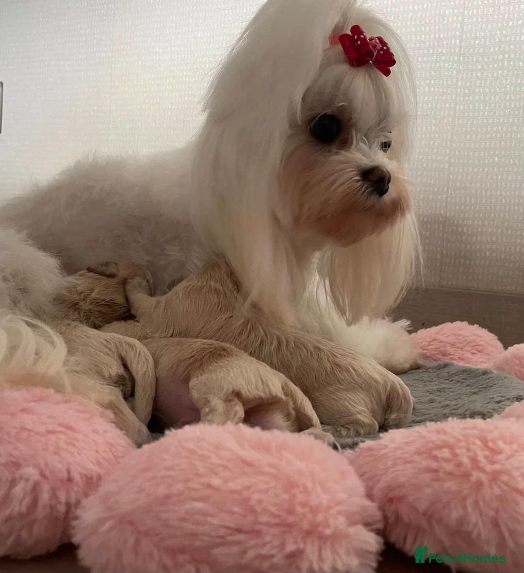 Maltipoo dogs for sale: Beautiful Tiny Maltipoo Puppies  - Advert 2