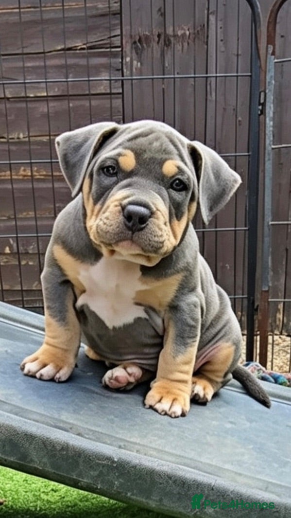 American Bully dogs American pocket bullies  - Advert 22