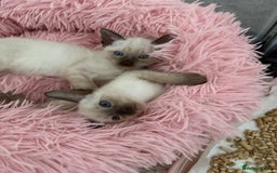 Siamese cats for sale: 2 male sealpoint siamese  - Image 9