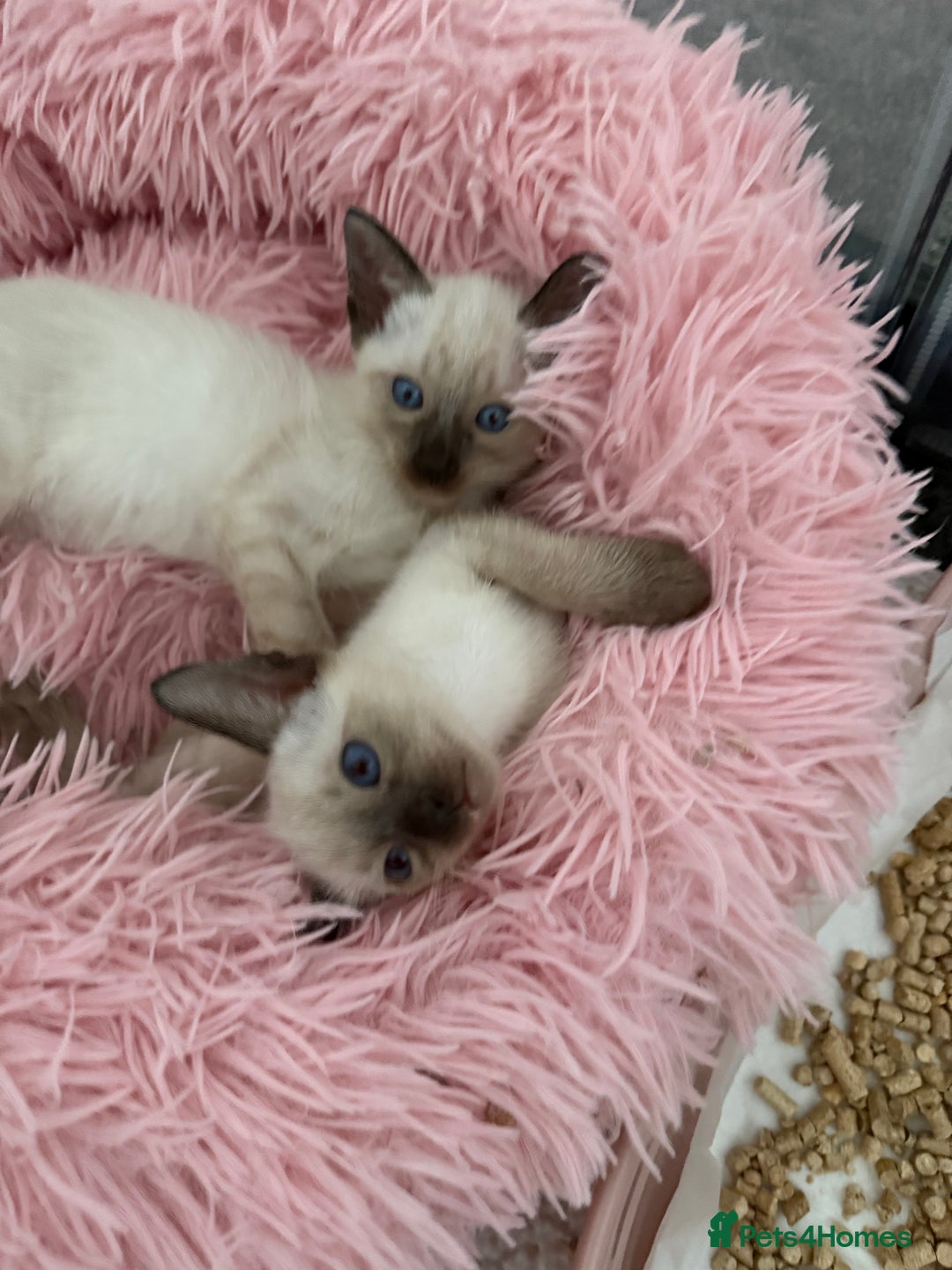 Siamese cats for sale: 2 male sealpoint siamese  - Image 9