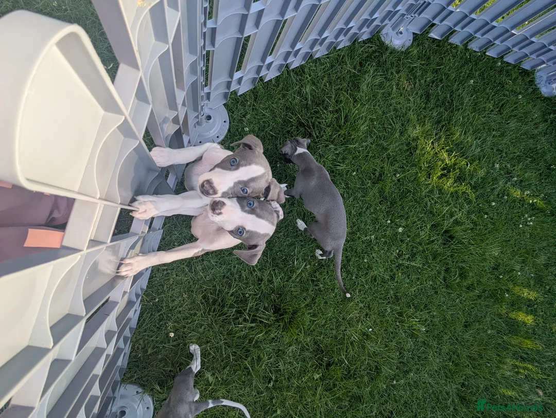Whippet dogs for sale: Beautiful 12 week old pup seeking forever home - Advert 1