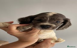 Cocker Spaniel dogs for sale: Beautiful Cocker Spaniel Puppies - Image 14