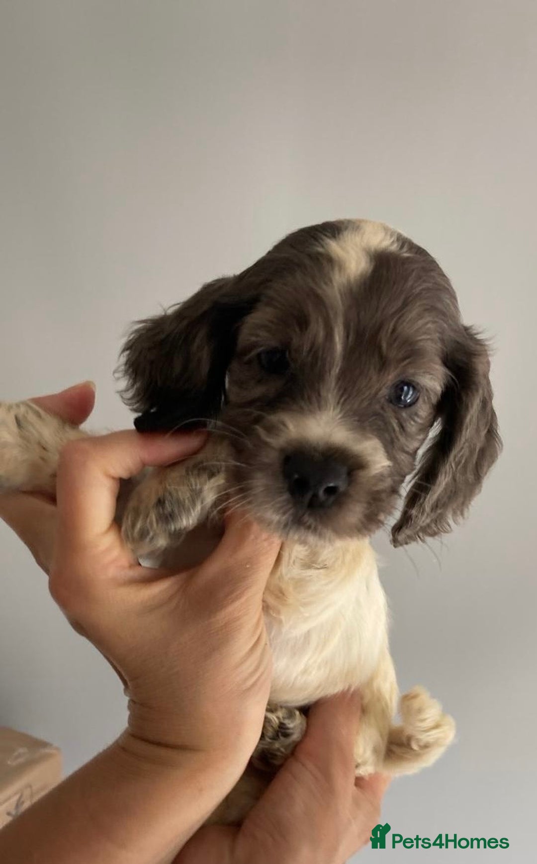 Cocker Spaniel dogs for sale: Beautiful Cocker Spaniel Puppies - Image 14