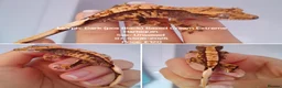 Gecko reptiles for sale: Various Crested Geckos, mixed morphs for sale  - Advert 11
