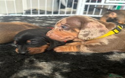 Miniature Dachshund dogs for sale: Beautiful dachshund puppy’s  - Image 12
