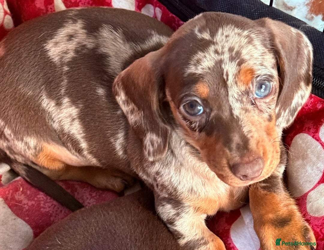 Miniature Dachshund dogs for sale: Miniature dachshunds  - Image 8