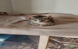 British Longhair cats for sale: Fully vaccinated kittens  - Image 9