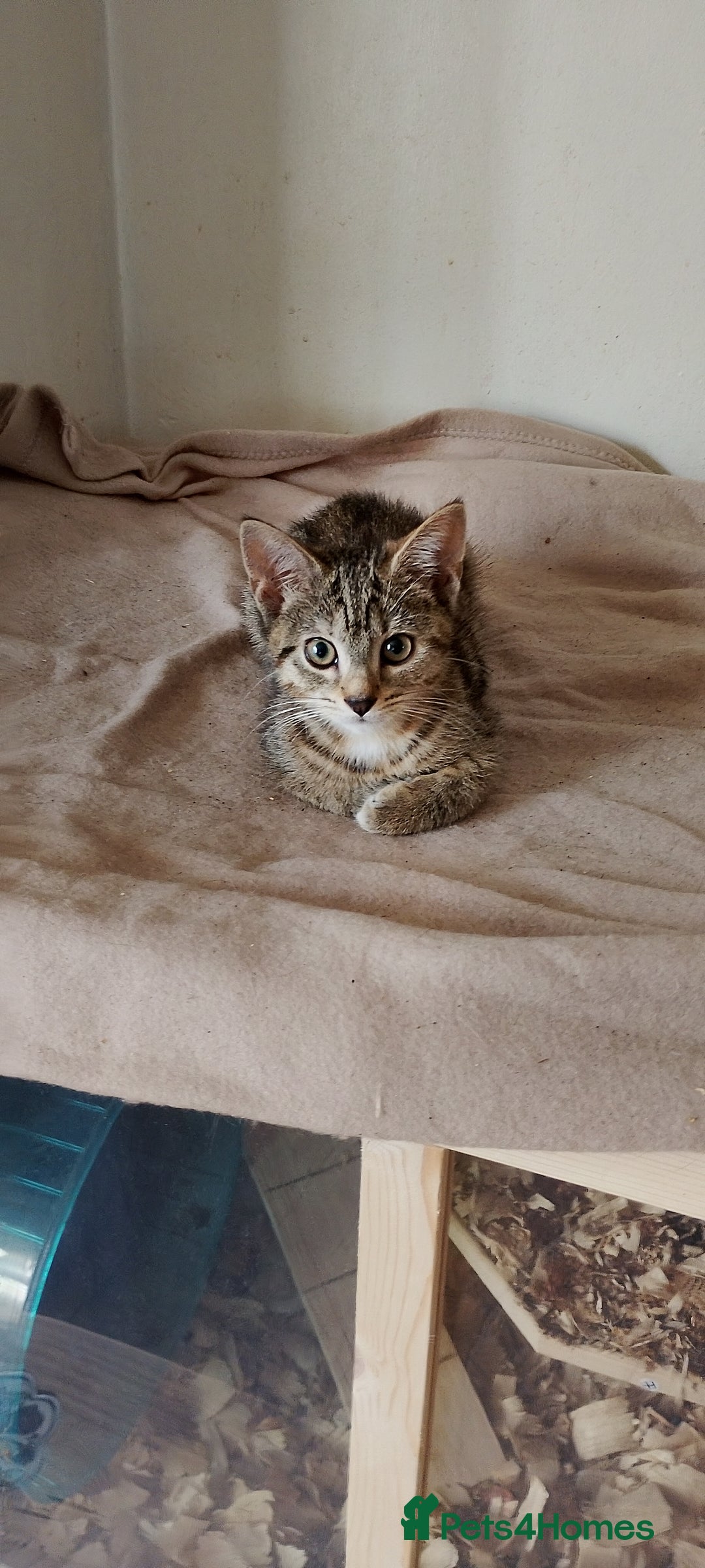 British Longhair cats for sale: Fully vaccinated kittens  - Image 9