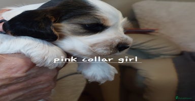 Cocker Spaniel dogs - Advert 2