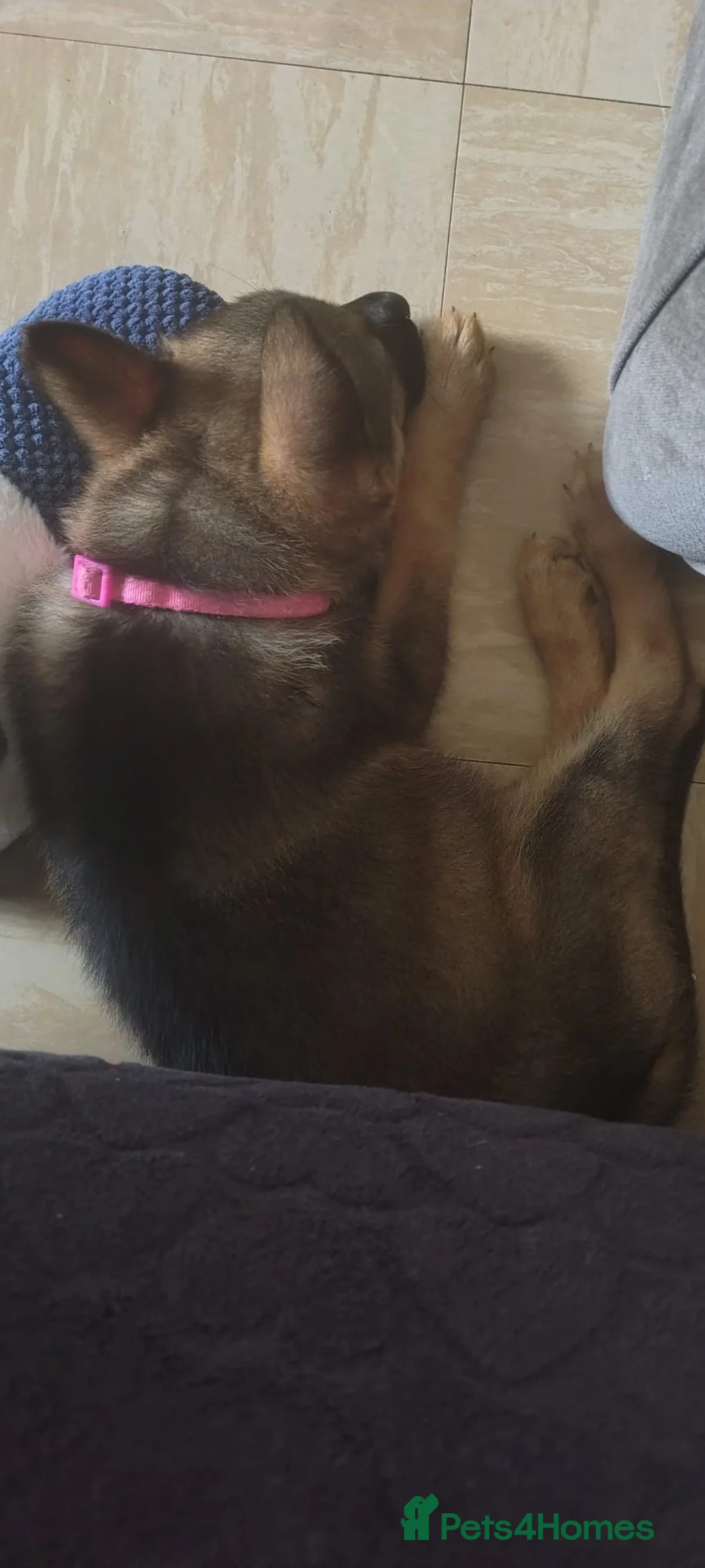 German Shepherd dogs for sale: Straightback German shepherd  - Advert 2