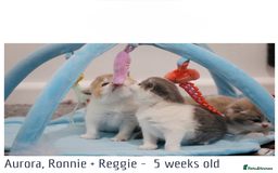 British Shorthair cats for sale: 🐾GCCF Registered British Shorthair Kittens🐾 - Image 2