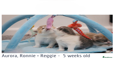 British Shorthair cats - Advert 5