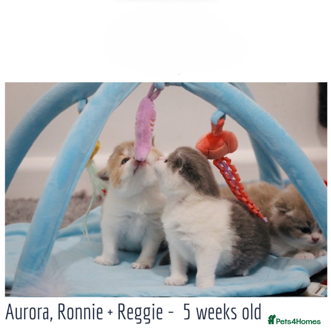 British Shorthair cats for sale: 🐾GCCF Registered British Shorthair Kittens🐾 - Image 2