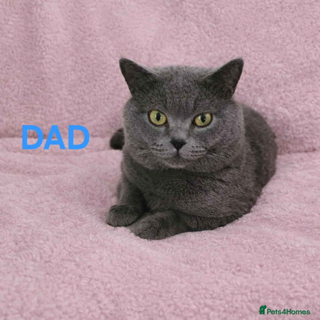 British Shorthair cats for sale: ✨️🐈 Beautiful & Sweet British Shorthair Kittens✨️ - Advert 9