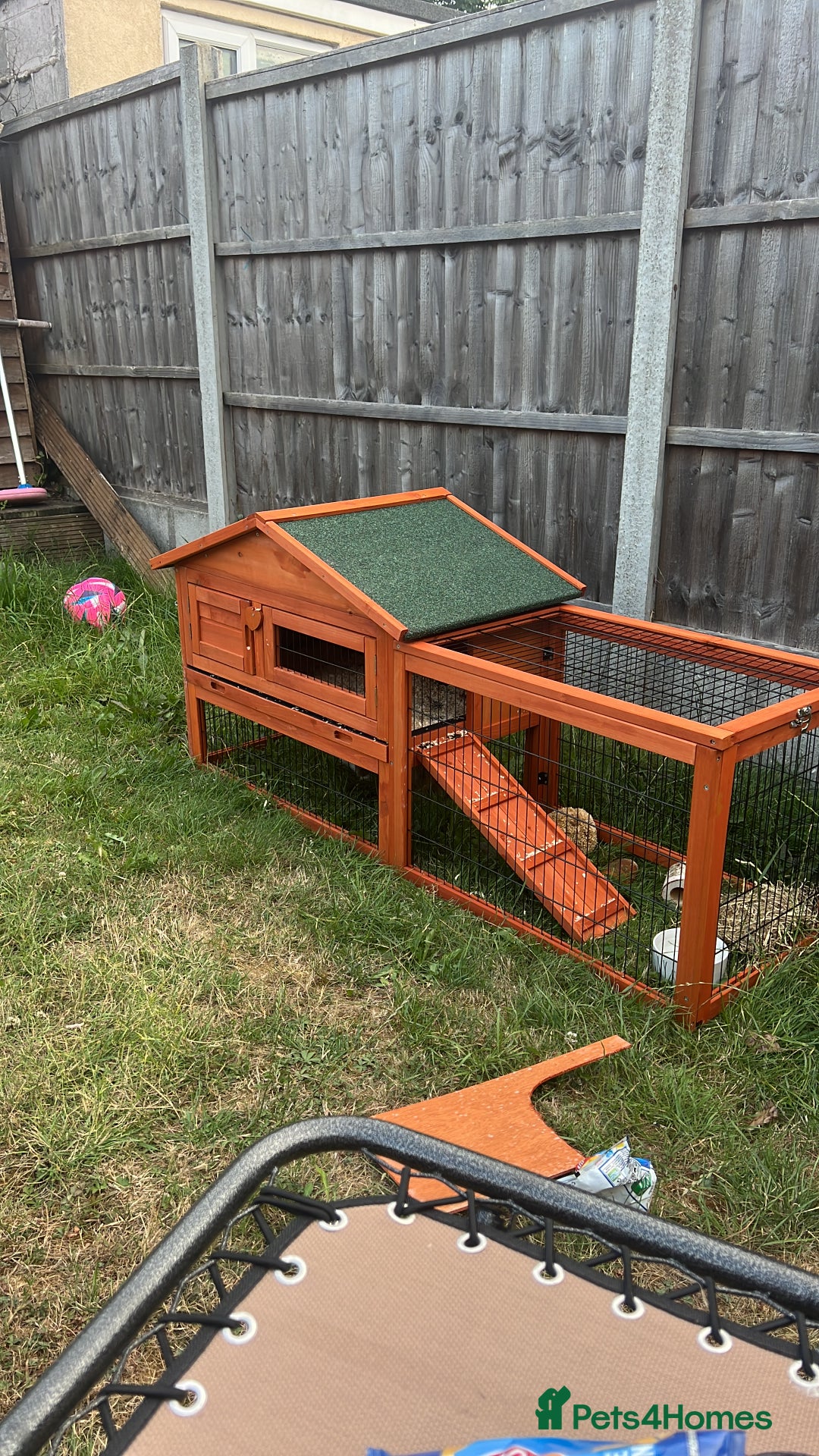 Angora rabbits for sale: 2 male rabbits  - Image 3