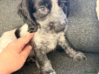 Cocker Spaniel dogs 7 beautiful cocker spaniels - Advert 8