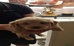 Maltipoo dogs for sale:  multipoo - Image 6