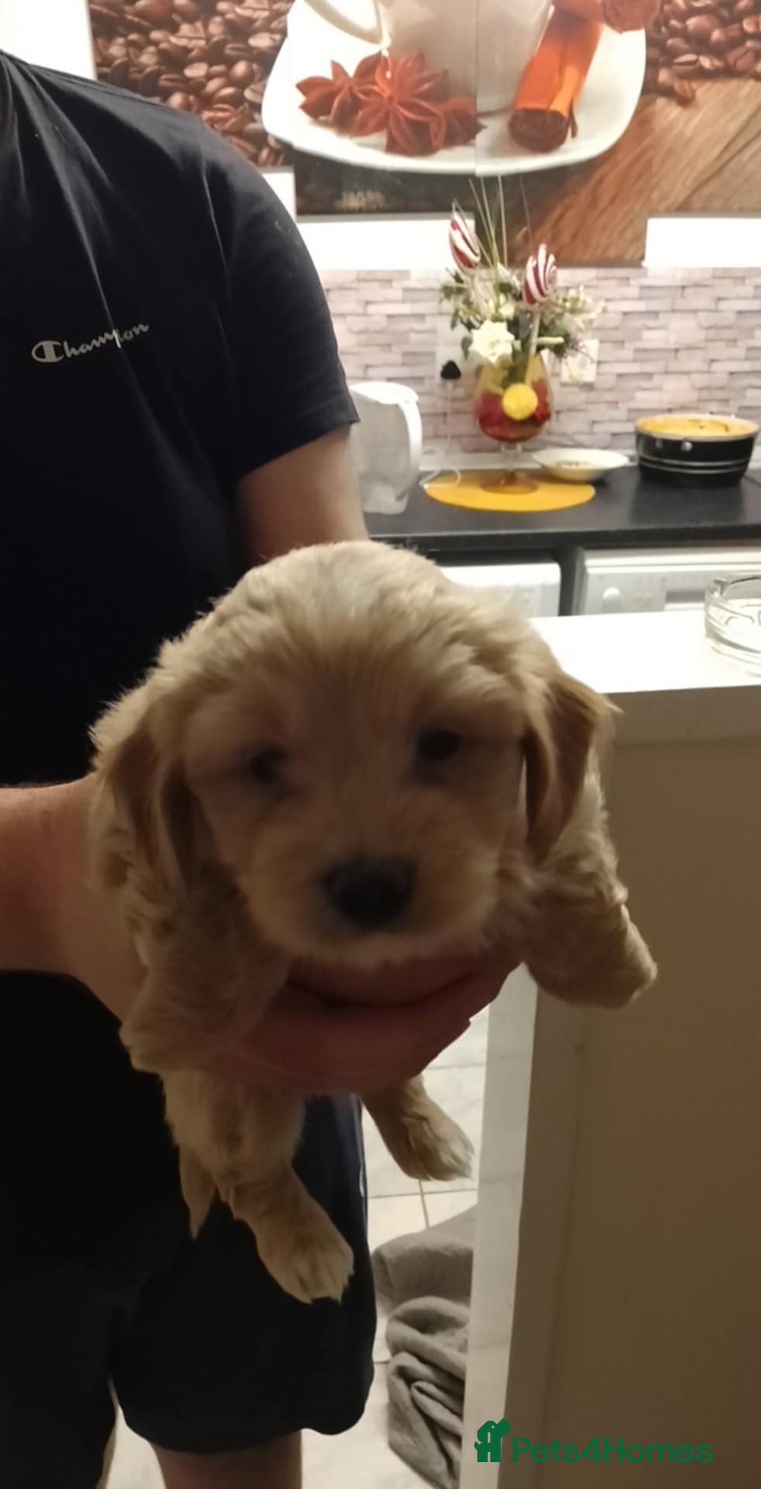 Maltipoo dogs for sale:  multipoo - Image 6