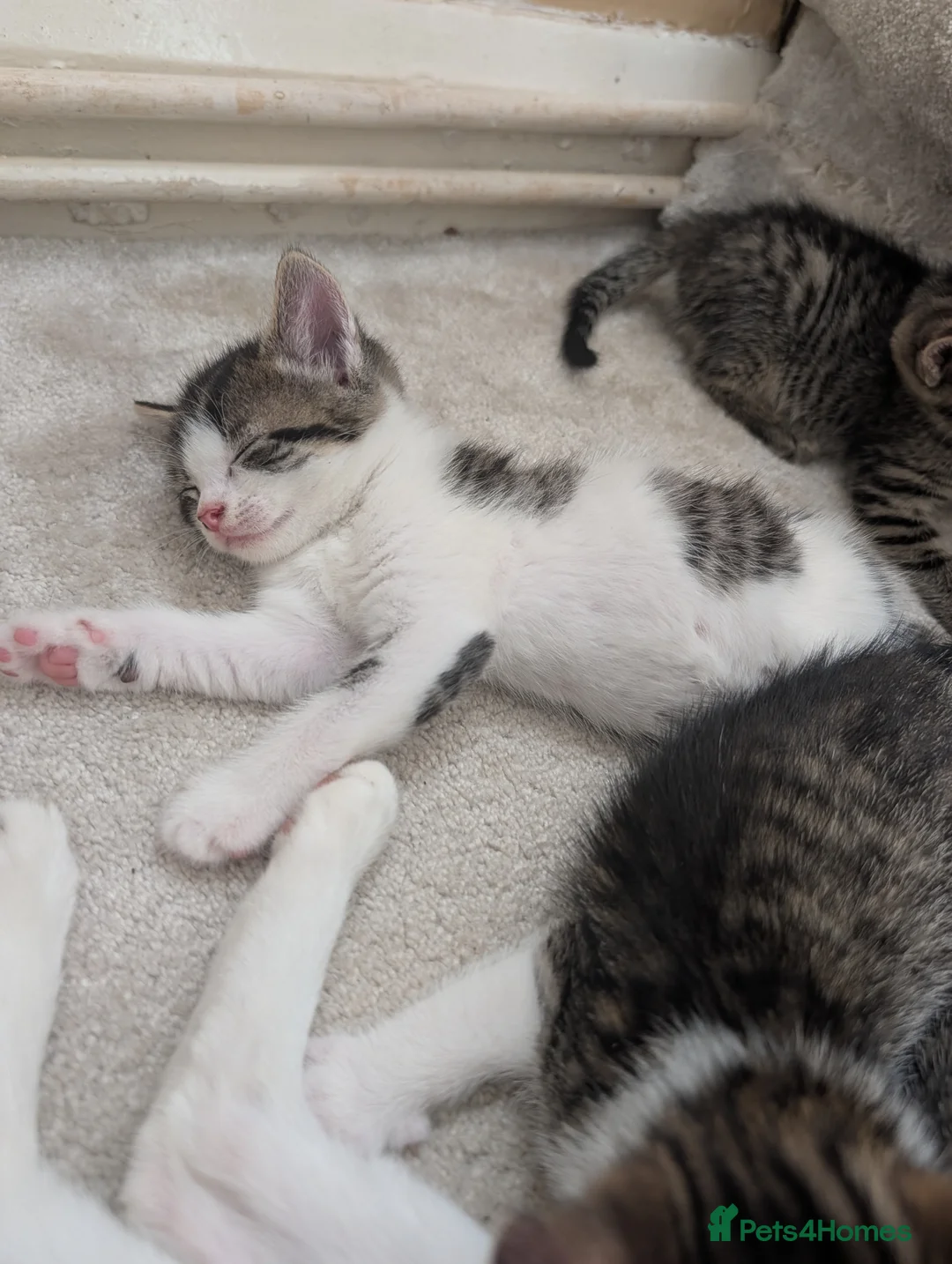 Mixed Breed cats for sale: Kittens Looking for Loving Homes  - Advert 2