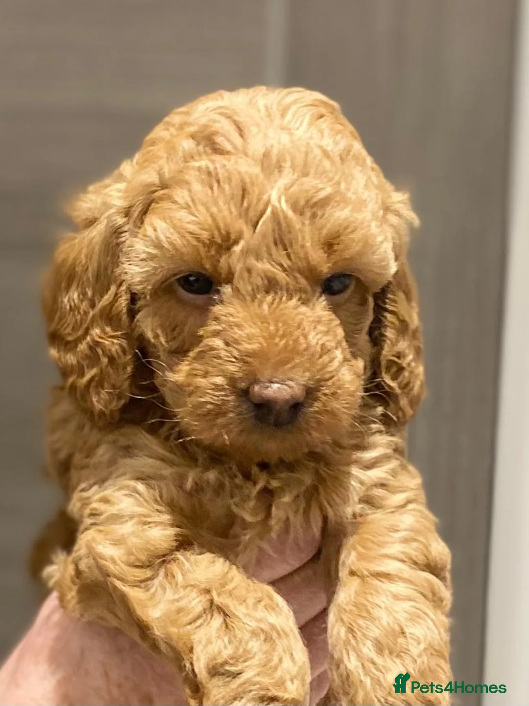 Miniature Poodle dogs for stud: Blue Merle Miniature Poodle (PROVEN) Health Tested in Sunderland - Advert 6