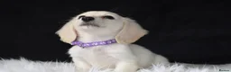 Miniature Dachshund dogs for sale: KC Registered Cream Miniature Longhairesd - Advert 3