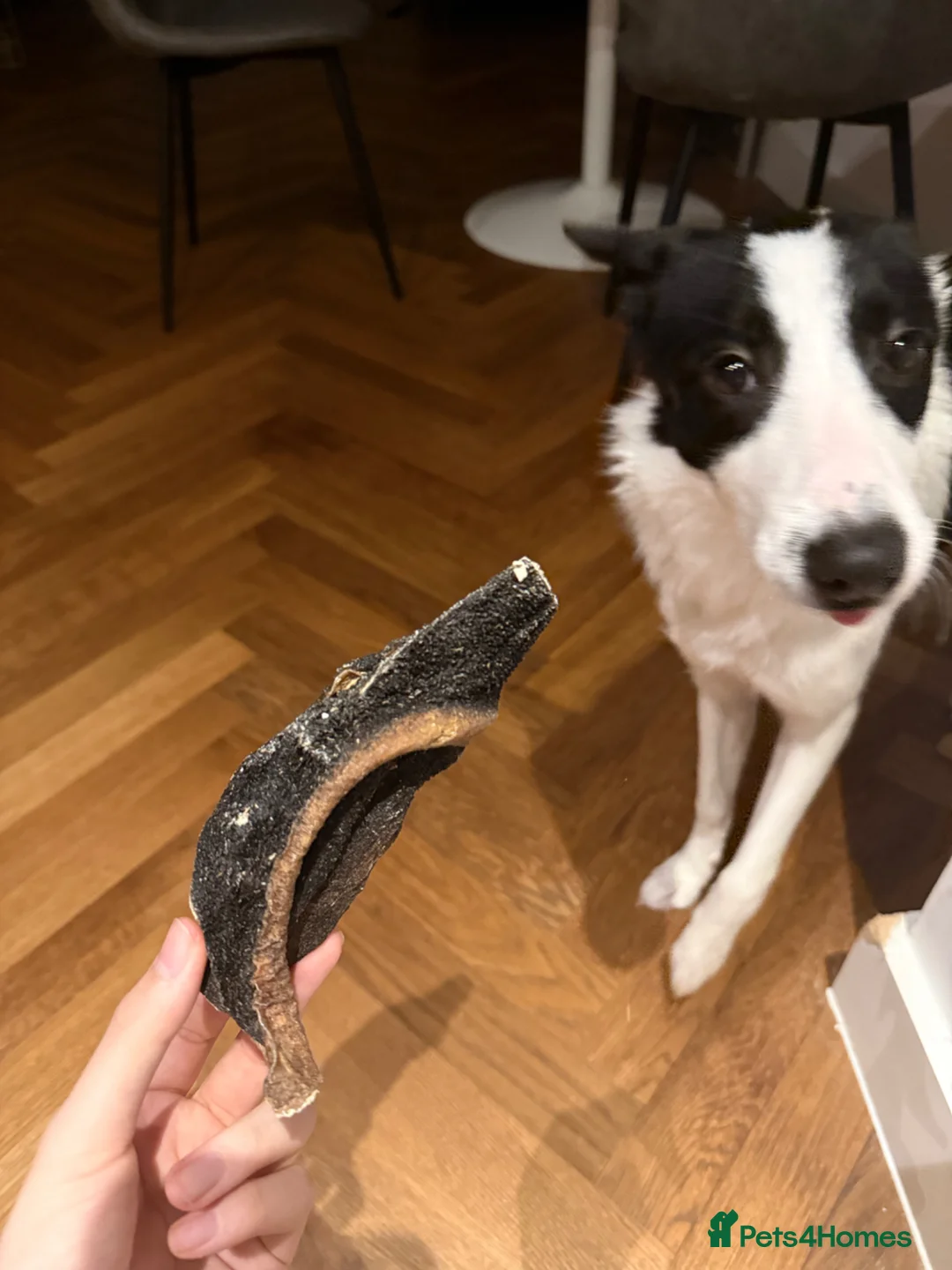 Border Collie dogs for sale: Friendly Border Collie Puppy – Smart & Loving Girl in Manchester - Advert 1