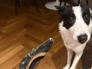 Border Collie dogs Friendly Border Collie Puppy – Smart & Loving Girl - Advert 1