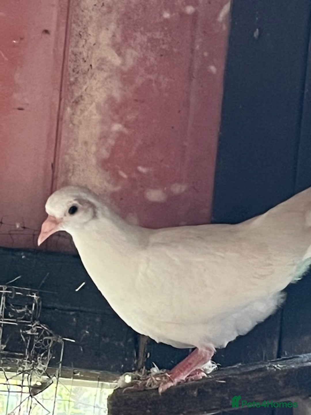 Doves birds for sale: fantails white doves  - Advert 3