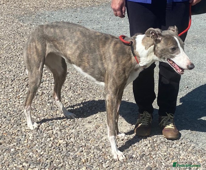 Mixed Breed dogs Gorgeous Amiya wants a new forever home - Advert 8