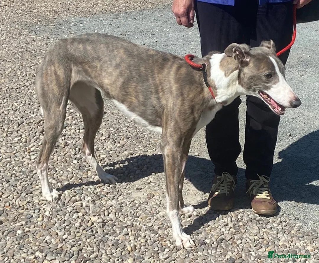 Mixed Breed dogs for adoption: Gorgeous Amiya wants a new forever home - Advert 1