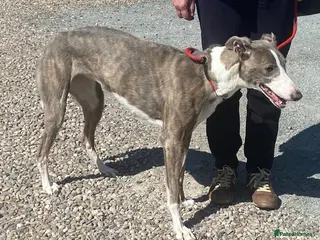 Mixed Breed dogs Gorgeous Amiya wants a new forever home - Advert 4