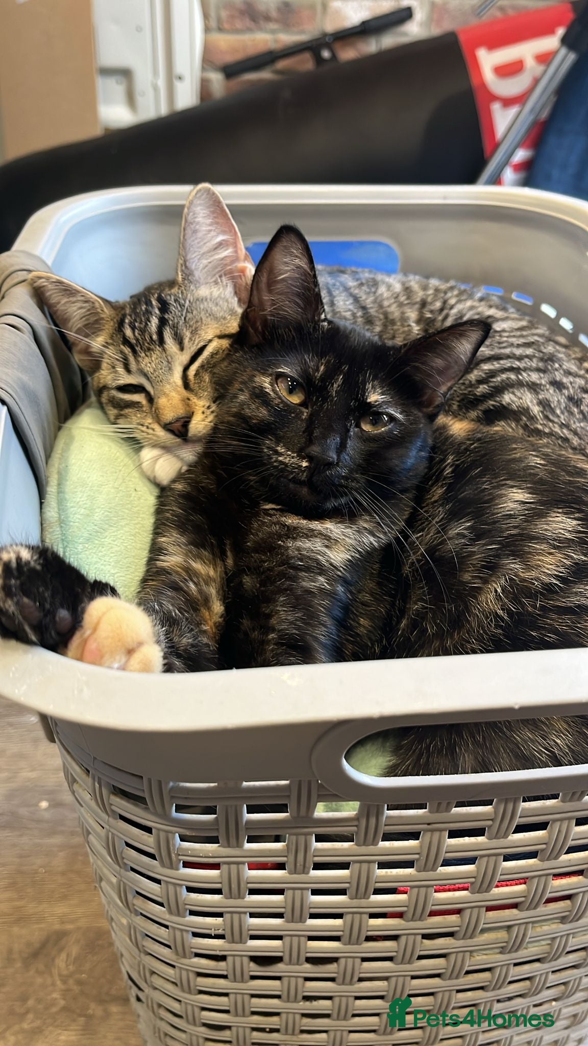 Ragdoll cats Half ragdolls looking for their forever home  - Advert 3