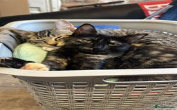 Ragdoll cats for sale: Half ragdolls looking for their forever home  - Image 1