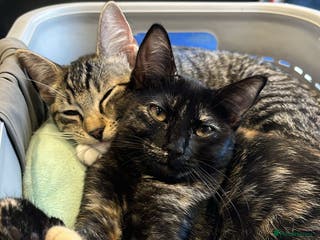 Ragdoll cats Half ragdolls looking for their forever home - Advert 16