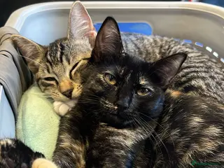 Ragdoll cats Half ragdolls looking for their forever home - Advert 12