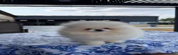 Pomeranian dogs for sale: SHOW QUALITY KOREAN WHITE POMERANIAN PUPPIES  - Advert 5