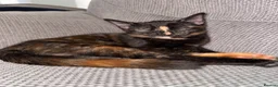 Domestic Shorthair cats for sale: Tortoiseshell girl kitten - Advert 3