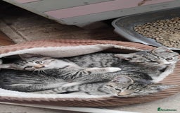 Mixed Breed cats for sale: Tabby girls - Image 3