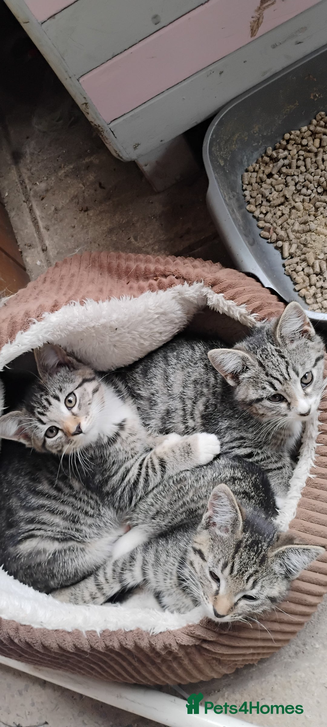 Mixed Breed cats for sale: Tabby girls - Image 3