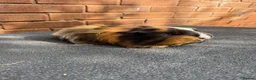 Guinea Pig rodents for sale: Guinea pigs looking for New Homes  - Advert 12