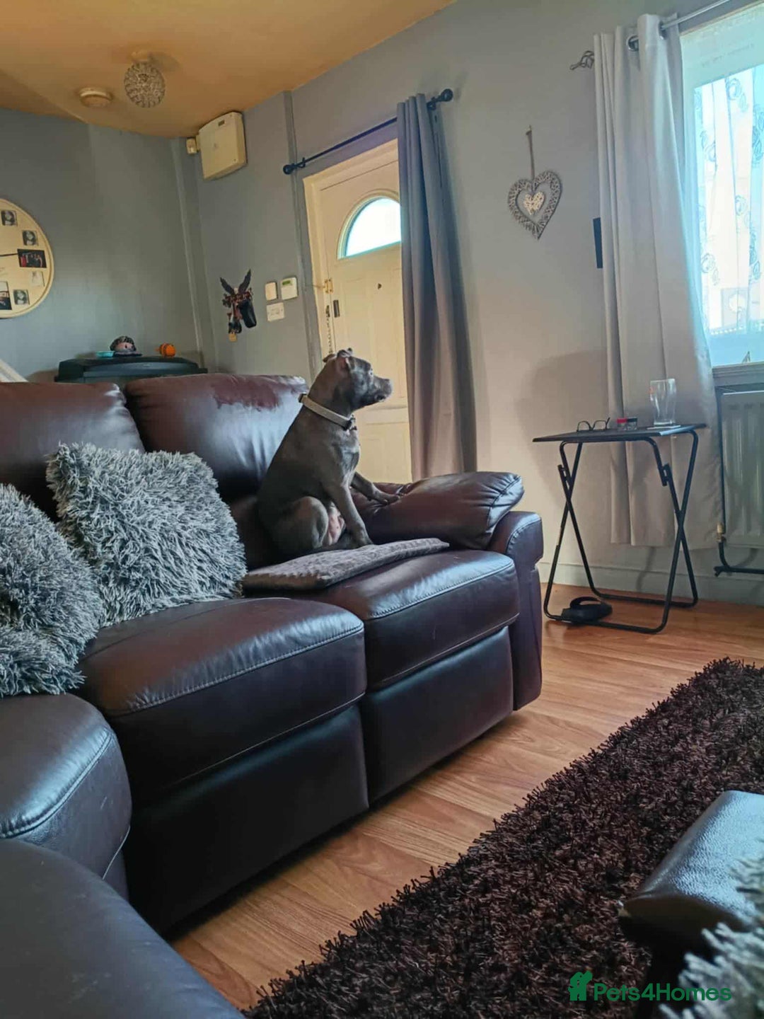 Staffordshire Bull Terrier dogs for sale: Male Blue Staffordshire bull terrier  - Advert 3