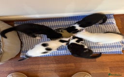 British Shorthair cats for sale: Kittens for sale - Image 20