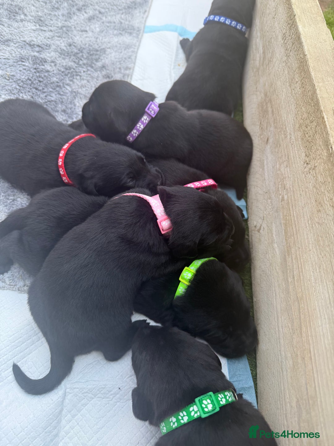 Labrador Retriever dogs for sale: Black labradors  - Image 5