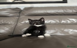 Mixed Breed cats for sale: 3 beautiful kittens! - Image 9