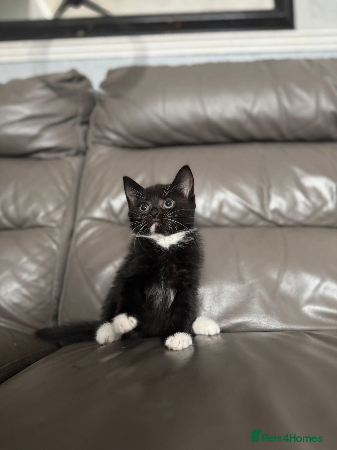 Mixed Breed cats for sale: 3 beautiful kittens! - Image 9