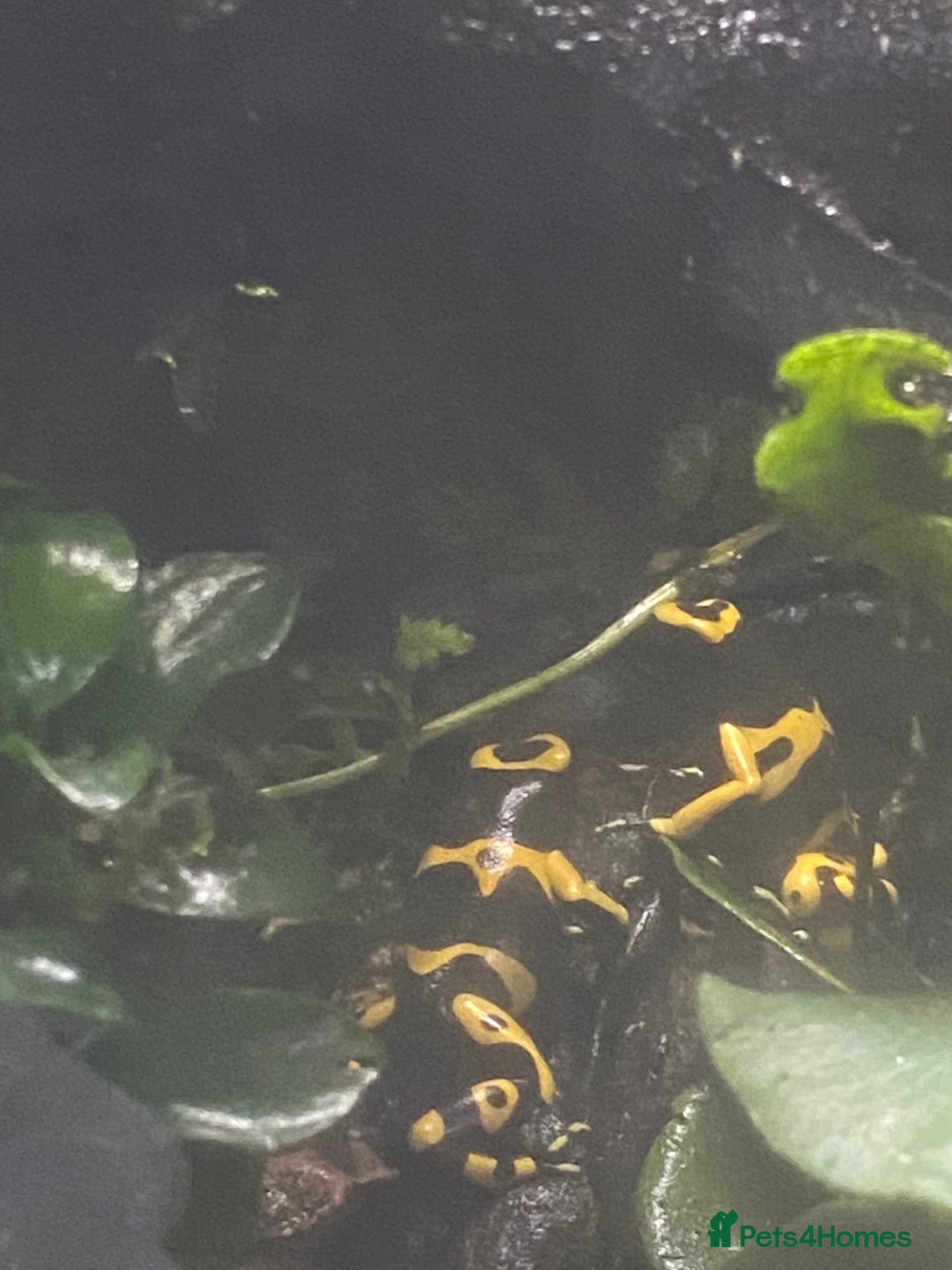 Frog reptiles for sale: 3 x Yellow Bumblebee Dart Frogs & Terrarium - Advert 9