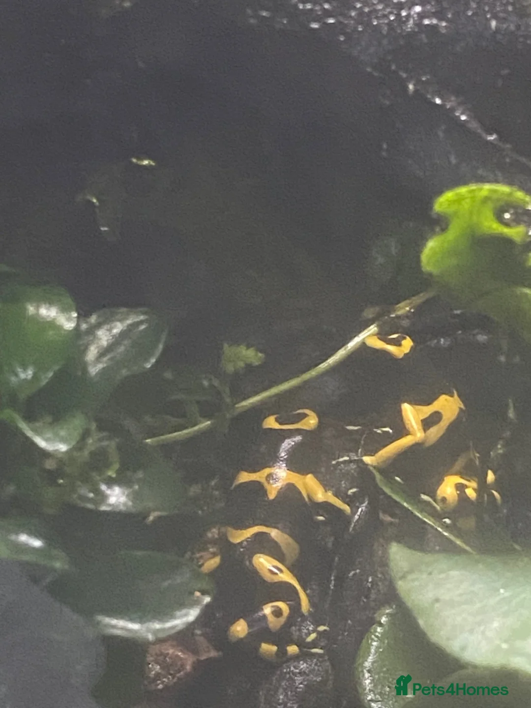 Frog reptiles for sale: 3 x Yellow Bumblebee Dart Frogs & Terrarium - Advert 9