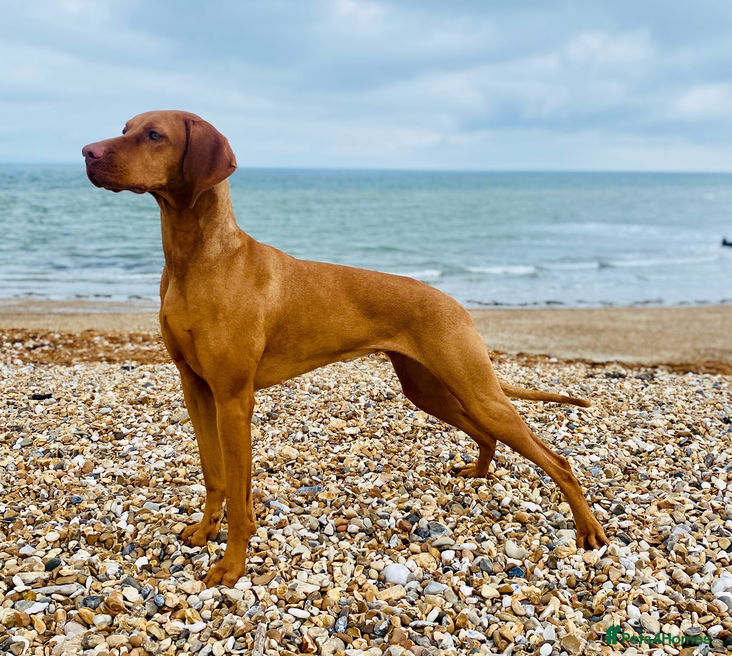 Hungarian Vizsla dogs Exceptionally Well Bred Hungarian Vizsla Litter - Advert 1